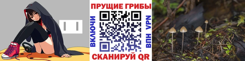 Купить где Отрадный Галлюциногенные грибы Cubensis